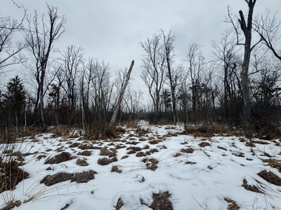 81.54± acre parcel in the Town of Clearfield, Juneau County - image 9
