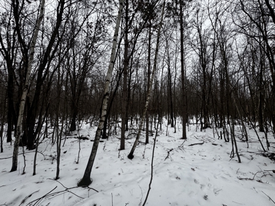 81.54± acre parcel in the Town of Clearfield, Juneau County - image 32