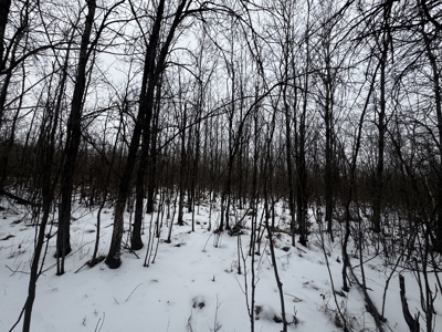 81.54± acre parcel in the Town of Clearfield, Juneau County - image 30