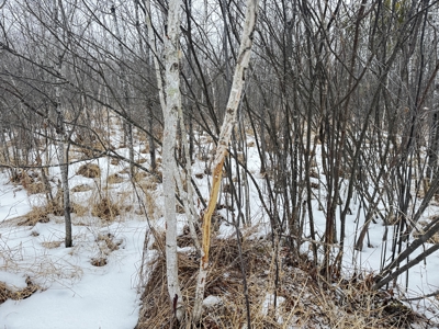 81.54± acre parcel in the Town of Clearfield, Juneau County - image 8