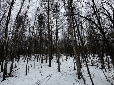 81.54± acre parcel in the Town of Clearfield, Juneau County - image 7