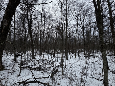 81.54± acre parcel in the Town of Clearfield, Juneau County - image 18