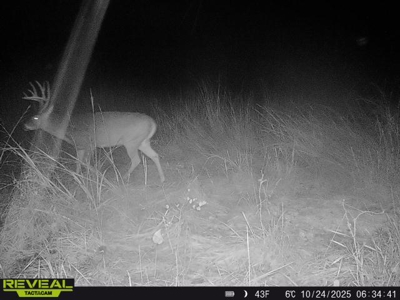 Excellent Coffey County Kansas Hunting & Build Site - image 4