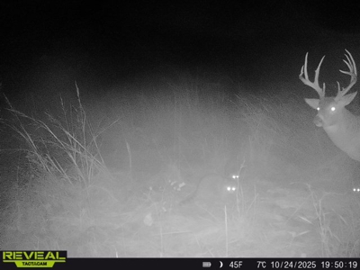 Excellent Coffey County Kansas Hunting & Build Site - image 5