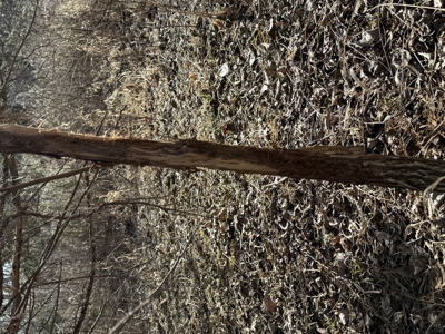 Excellent Coffey County Kansas Hunting & Build Site - image 22