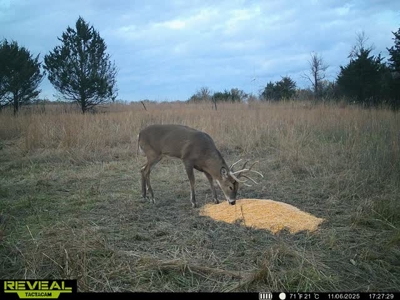 Excellent Coffey County Kansas Hunting & Build Site - image 10
