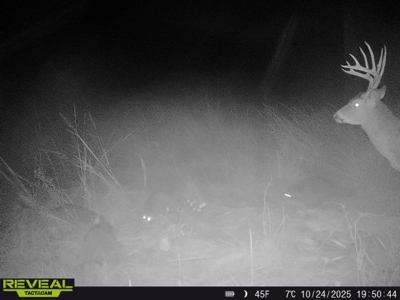 Excellent Coffey County Kansas Hunting & Build Site - image 6