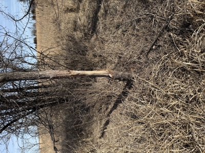 Excellent Coffey County Kansas Hunting & Build Site - image 26