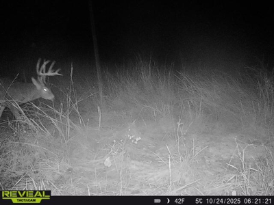 Excellent Coffey County Kansas Hunting & Build Site - image 3