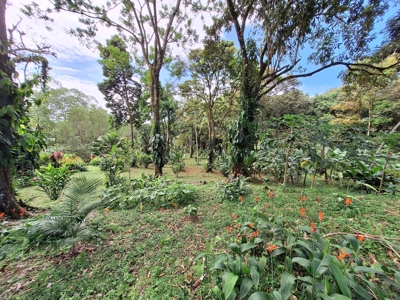 Botanical Paradise - Bocas del Toro, Panama - image 5