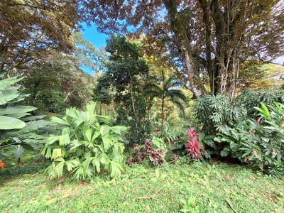 Botanical Paradise - Bocas del Toro, Panama - image 3