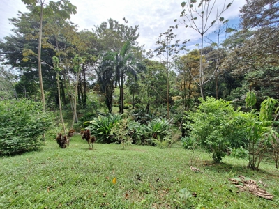 Botanical Paradise - Bocas del Toro, Panama - image 1