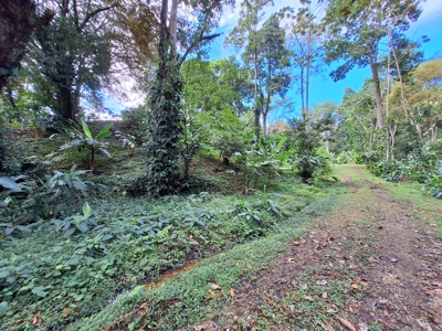Botanical Paradise - Bocas del Toro, Panama - image 11