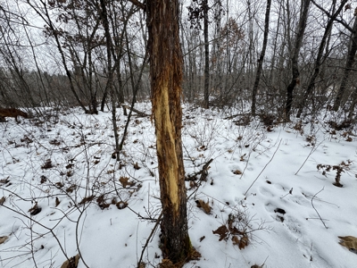 120± acre tract in the Town of Clearfield, Juneau County - image 6