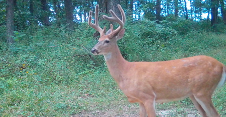 Premier Hunting Parcel in Clark County, Missouri - image 14