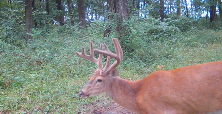 Premier Hunting Parcel in Clark County, Missouri - image 15