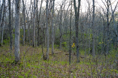 Premier Hunting Parcel in Clark County, Missouri - image 5
