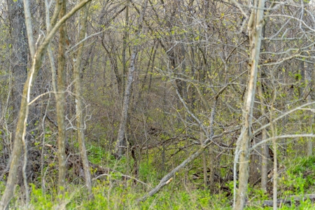 Premier Hunting Parcel in Clark County, Missouri - image 4