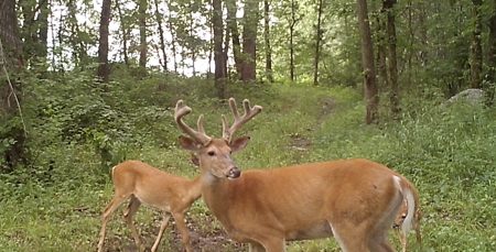 Premier Hunting Parcel in Clark County, Missouri - image 29