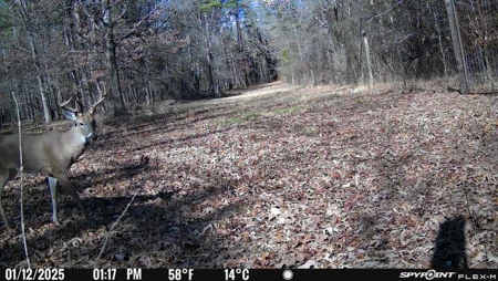 East Texas Ranch with Log Home and Timberland - image 42