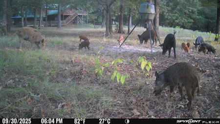 East Texas Ranch with Log Home and Timberland - image 48