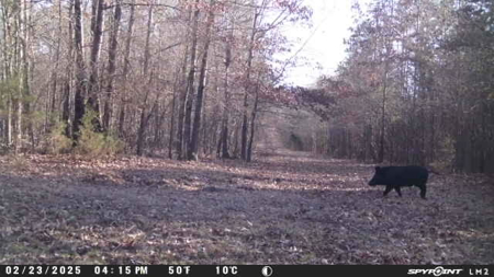East Texas Ranch with Log Home and Timberland - image 49