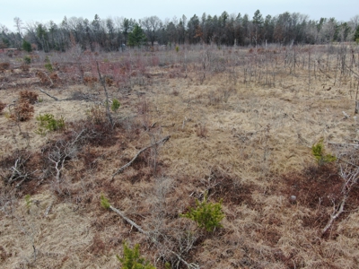 80 Acres of Juneau County Timber Land - image 21