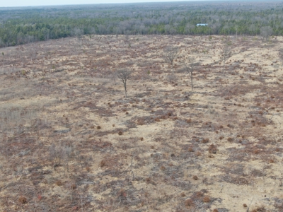 80 Acres of Juneau County Timber Land - image 9