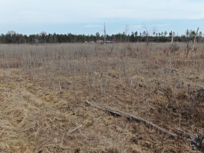 80 Acres of Juneau County Timber Land - image 15