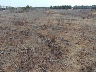 80 Acres of Juneau County Timber Land - image 19