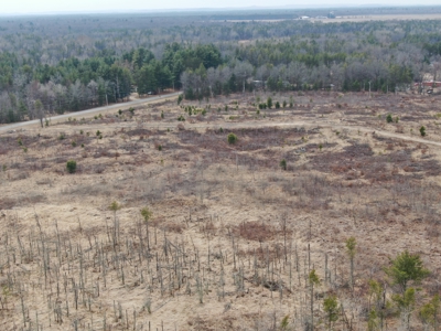 80 Acres of Juneau County Timber Land - image 10