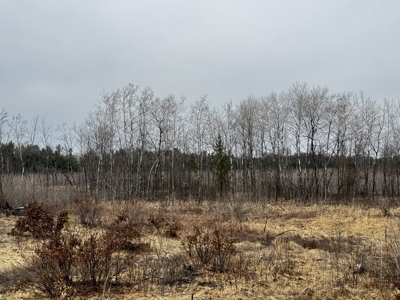 80 Acres of Juneau County Timber Land - image 23