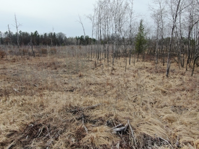 80 Acres of Juneau County Timber Land - image 17