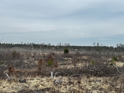 80 Acres of Juneau County Timber Land - image 25