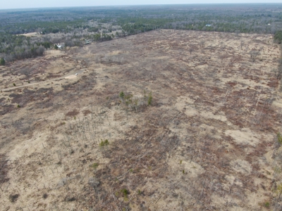 80 Acres of Juneau County Timber Land - image 5