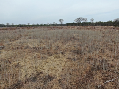 80 Acres of Juneau County Timber Land - image 18