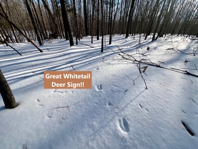 Potential Homesites on Big Acreage in Holladay, Tennessee - image 3