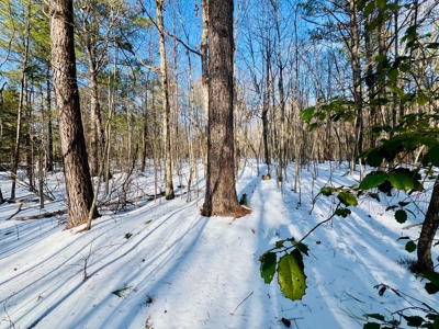 Potential Homesites on Big Acreage in Holladay, Tennessee - image 4