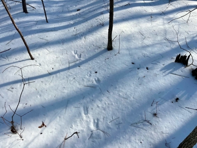 Potential Homesites on Big Acreage in Holladay, Tennessee - image 10