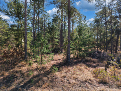 1.25 Acre Lot In Williston Highlands Near Ocala - image 9