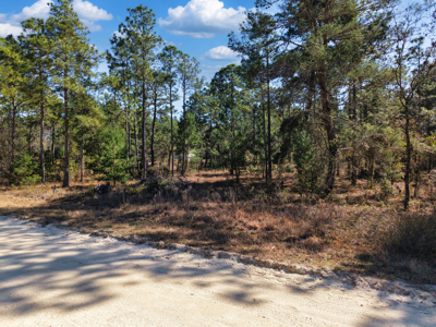 1.25 Acre Lot In Williston Highlands Near Ocala - image 2