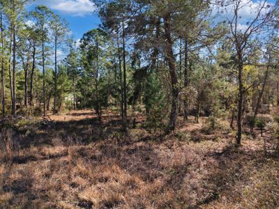 1.25 Acre Lot In Williston Highlands Near Ocala - image 12