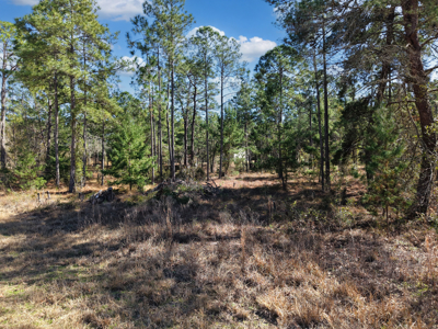 1.25 Acre Lot In Williston Highlands Near Ocala - image 11