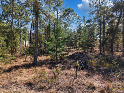 1.25 Acre Lot In Williston Highlands Near Ocala - image 10