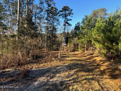 South MS Camp and Land Bordering the National Forest - image 15