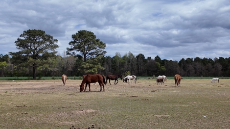 OK Farms of Cedar Creek Hog Farm and Land For Sale - image 7