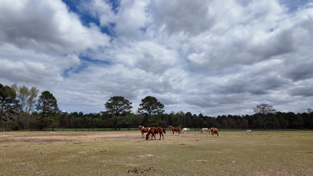 OK Farms of Cedar Creek Hog Farm and Land For Sale - image 6