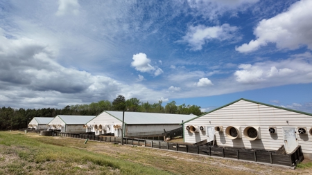 OK Farms of Cedar Creek Hog Farm and Land For Sale - image 10