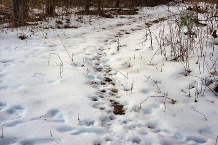 Exceptional 74± Acre Recreational Property | Jackson County, WI - image 25