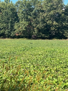 Exceptional 74± Acre Recreational Property | Jackson County, WI - image 48